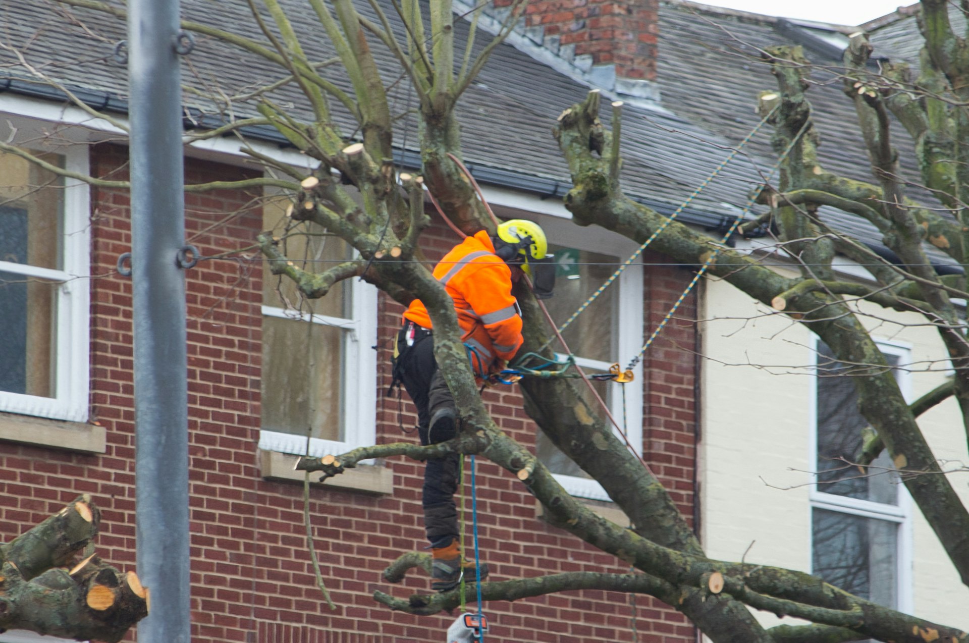 Arborist roped into a tree, cutting branches back from the roof of a house
