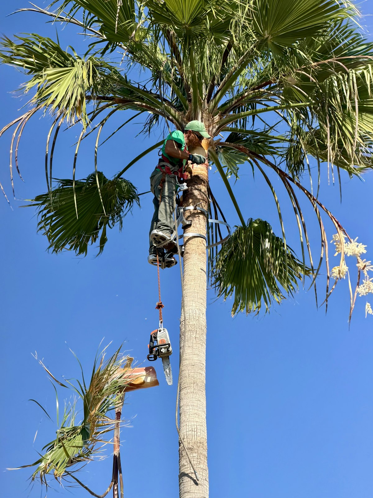 Climber trimming fronds from a tall fan palm against a blue sky