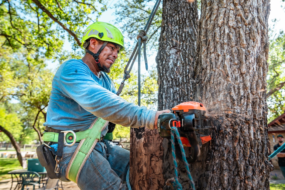 Arborist cutting through a trunk with a chainsaw