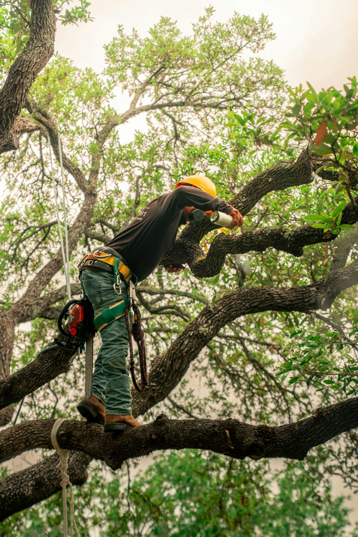 Arborist pruning branches high in a mature oak